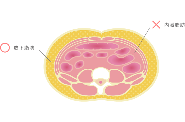 皮下脂肪と内臓脂肪