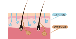 アポクリン腺、エクリン腺