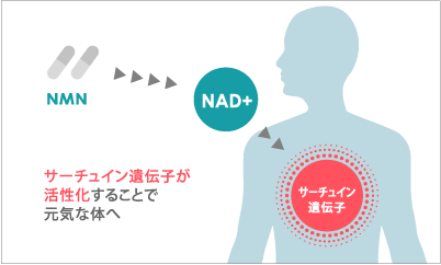 NMNとサーチュイン遺伝子の関係性