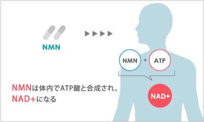 NMNサプリによるサーチュイン遺伝子の活性化