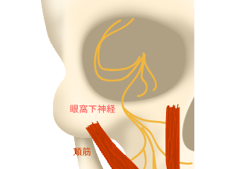 眼窩下神経