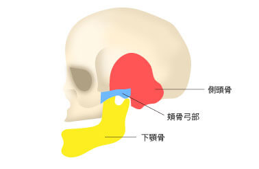 頭蓋骨