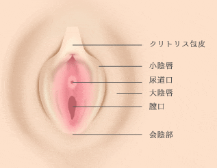 陰核 ゆかりレディースクリニック