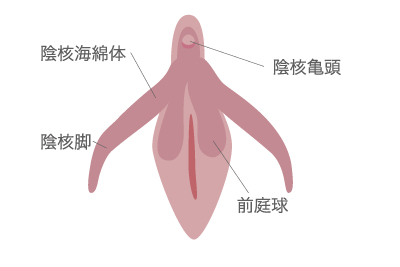 クリトリスの構造と機能