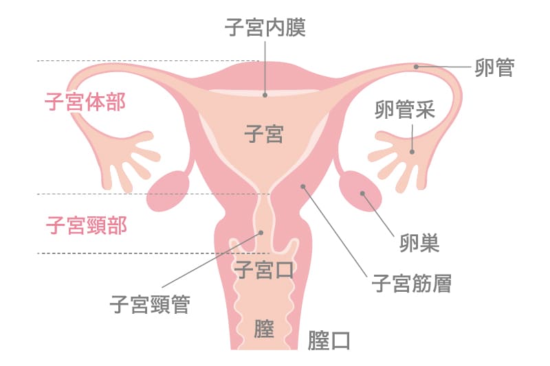 内性器