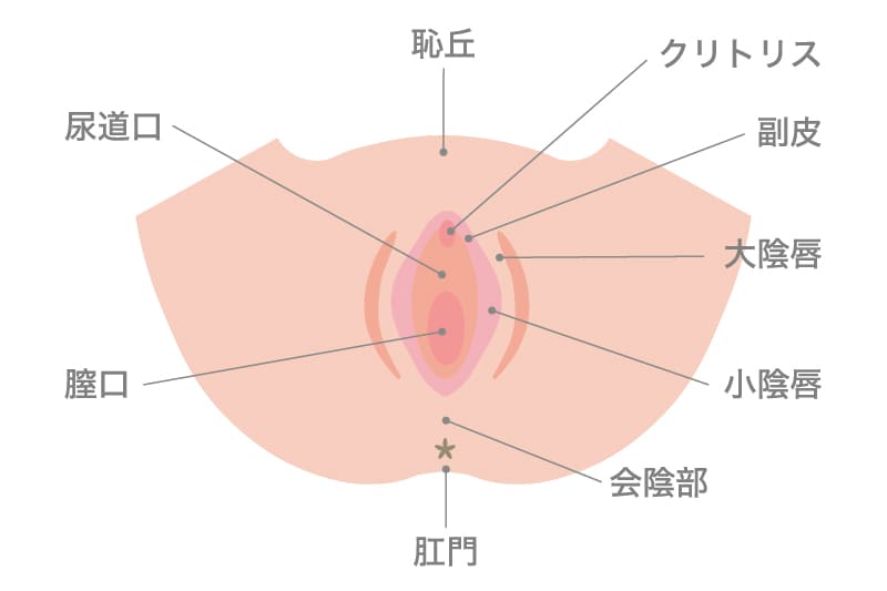 女性性器画像 goo辞書